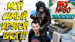 Бэкстэдж с шимпанзе в Тюменском Цирке | Снимаем сюжет для ТВ | Обезьяны готовят Смузи