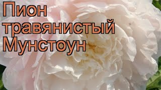 Пион травянистый Мунстоун (paeonia) ? пион Мунстоун обзор: как сажать рассада пиона Мунстоун