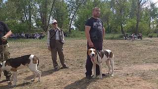 Волгоградская выставка собак охотничьих пород военного общества охотников.2019г.Ринг выжлецов рпг мл