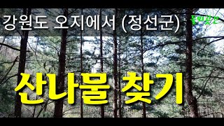 강원도 오지에서 산나물찾기 들뫼곳간 나물이야기