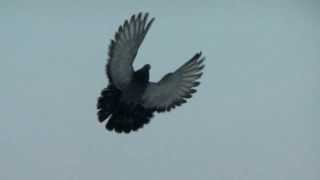 Николаевские торцовые голуби 2017. Nikolaev pigeons. Ukrainian Skycutters