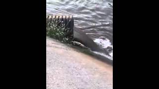 Lamezia Terme (CZ): Veleni in Mare. Diffondiamo tutti questo video al quanto VERGOGNOSO!!