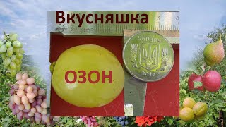 Виноград 2018. Виноград Озон на Полтавщине