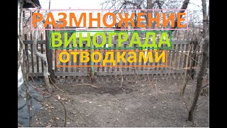 Размножение винограда отводками