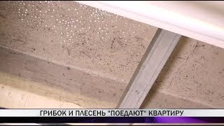 В квартире тагильчанки появилась плесень, управляющая компания бездействовала