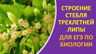 5. Строение стебля трехлетней липы для ЕГЭ по биологии