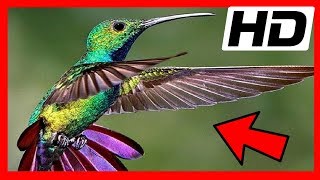 Aves Exóticas ? El Colibrí o Picaflor ? Las Aves Mas Pequeñas Del Mundo?