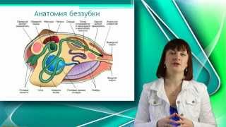 Беззубка. Двустворчатые моллюски. Уроки Биологии Онлайн.