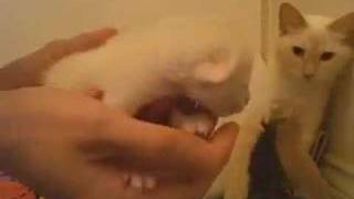 Baby Kittens