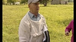 Неправильные пчелы: жители поселка Разино поссорились из-за опасных насекомых