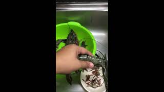 How to devein shrimp/prawns with shell and head on