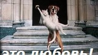 Прикольные животные. Взаимная любовь