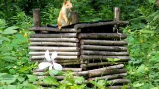 Яна, как не стыдно? (Белки в парке "Зелёный Остров")