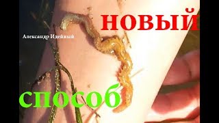 Где взять как копать искать найти поймать добыть накопать хранить лиманского морского червя нереис