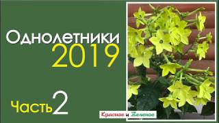 Что посеем в новом сезоне? Однолетники для сада и огорода.