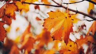 ASMR АСМР: Шелест листвы в осеннем лесу. The rustle of leaves in the autumn forest.
