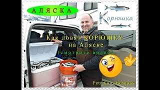 Как Ловят Корюшку на Аляске. Рыбалка и Путешествие по Аляске. Hooligan fishing in Alaska