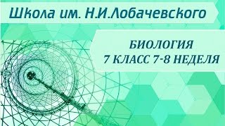 Биология 7 класс 7-8 неделя Царство Грибы