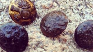 Поиск Монет Сезон 2014 с металлоискателем  minelab quattro \ metal detecting