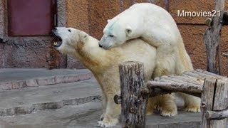 Polar Bear mating  ホッキョクグマの交尾　デナリとキャンディ