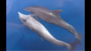 Bottlenose Dolphin Love Affair with Belly Rubs and Body Rolls!!!  Drake Bay, Costa Rica!!