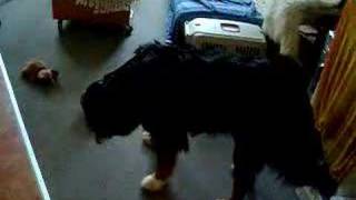 Neo's dog smart games 1