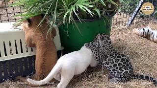 Лев, тигр и ягуар - детский сад Тайгана. Крым | Lion, tiger and jaguar.