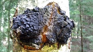 Чага и живица лиственницы лечим порез