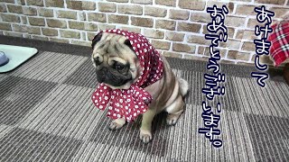 パグの正装ほっかむりで、あけおめ！　賀正2020　『おまめ日記』Pug Comedy Videos From Japan