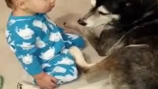Вот и день прошел. Малыш засыпает на собаке =) Приколы с детьми и животными.