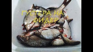 Ловля густеры на фидер .
