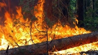 На Ямале произошёл первый лесной пожар