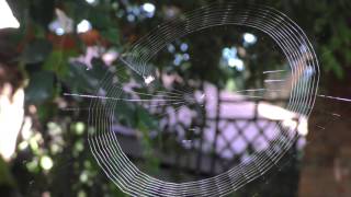 Как паук плетет паутину -  смертельное оружие потрясающей красоты