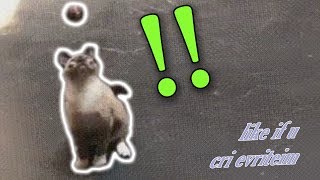 Cat gets Damaged