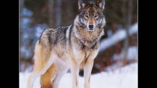 Sergey Prokofiev - Pierre et le loup / Peter and the Wolf / Pedro y el lobo / Петя и волк