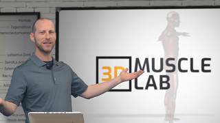 Introducing 3D Muscle Lab - Anatomy and Muscle Function - Kinesiology Course - Learn Your Muscles