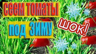 НЕВЕРОЯТНО!НОВЫЙ СПОСОБ!ПОСАДКА ТОМАТОВ ОСЕНЬЮ ПОД ЗИМУ!