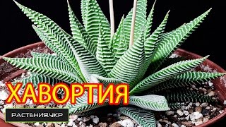 Хавортия уход в домашних условиях / Хавортия жемчужная