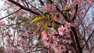 ดอกนางพญาเสือโคร่ง ซากุระเมืองไทย ที่ภูลมโล 2 Wild Himalayan Cherry