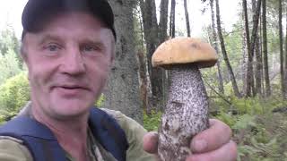 Полная корзина грибов. Белые, подосиновики и подберёзовики радость для грибника.