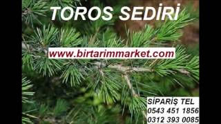 Toros sediri tohumu,TOROS SEDİRİ TOHUMU,Lübnan sediri tohumu,toros sediri tohumu fiyatı,Toros sediri