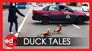 Russian Police Help Ducks Cross Street in Moscow
