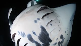 ナイトマンタダイビング・スノーケリング ハワイ島