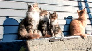 Siberian cats,  Pooh ,Lapa Lapych, Rych Сибирские кошки,  ЛАПЫЧИ  Лапыч, Лапочка, Рыч, Пух и Людвиг