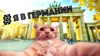 ПОЗДНИЕ ПЕРЕСЕЛЕНЦЫ: Как перевести домашнее животное в другую страну