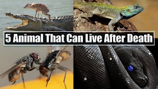 5 Animals That Can Live After Death | terrfiying creatures that live after death
