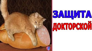 ДАЖЕ КОТ ОБДЕЛАЛСЯ от СМЕХА когда СМОТРЕЛ ЭТО ЛЮТЫЕ ПРИКОЛЫ!