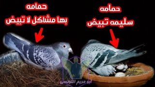 ازاي تعرف الحمامه السليمه والحمامه اللي فيها مشاكل ومش هاتبيض