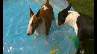 2 English Bull terriers in the pool