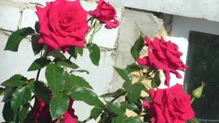 Вязаные безрукавки СОГРЕВАЮТ моих мам// ВЯЗАНИЕ СПИЦАМИ